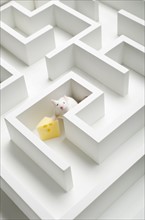 White mouse into labyrinth, studio shot.
