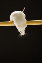 White mouse looking down, studio shot.