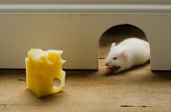 Slice of cheese in front of mouse hole, studio shot.