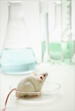Laboratory mouse in Petri dish, studio shot.