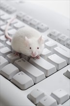 White mouse on computer keyboard, studio shot.