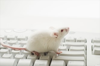 White mouse on computer keyboard, studio shot.