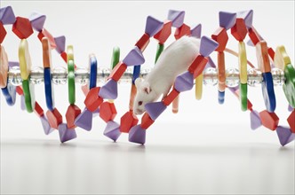 Laboratory mouse on DNA model, studio shot.