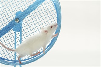 White mouse in exercise wheel, studio shot .
