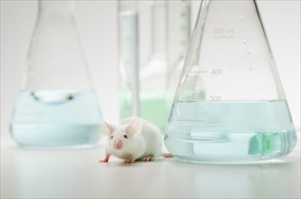 Laboratory mouse in front of laboratory glassware, studio shot.