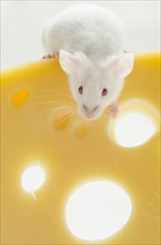 White mouse with cheese, studio shot.