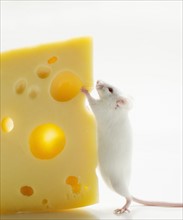 White mouse with cheese, studio shot.