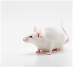 White mouse on white background, studio shot.