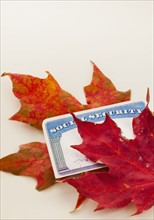 Social security card and autumn leaves, studio shot.