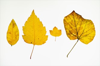 Yellow autumn leaves, studio shot.