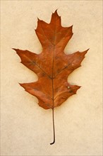 Autumn leaf, studio shot.