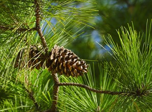 Close-up of pine cone.