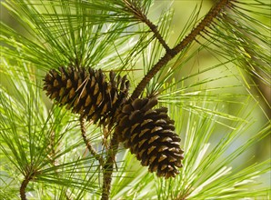 Close-up of pine cones.