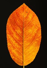 Studio shot of red leaf.