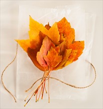 Bunch of autumn leaves on white background.