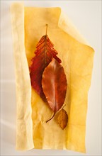 Studio shot of still life with autumn leaves.