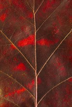 Close-up of autumn leaf.
