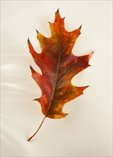 Studio shot of autumn leaf.