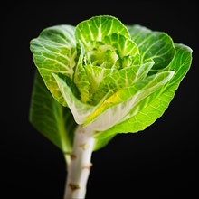 Studio shot of cabbage flower.