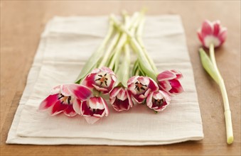 Pink tulips on napkin.