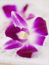 Studio shot of purple Orchid.