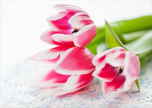 Studio shot of bunch of pink tulips.