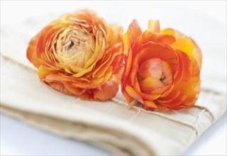 Studio shot of orange Ranunculus on napkin.