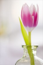 Studio shot of pink tulip in glass vase.