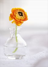 Studio shot of orange Ranunculus in glass vase.