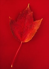 Studio shot of red fall leaf with water drops.