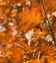 Close-up of orange leaves on tree.