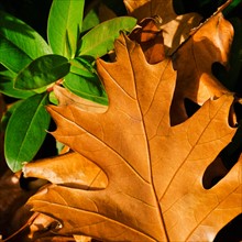 Close-up of brownish and green leaves.