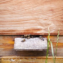Ireland, County Westmeath, Bees in Beehive. Photo: Jamie Grill
