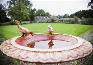 Ireland, County Westmeath, Antique birdbath in back yard. Photo : Jamie Grill
