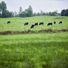 Ireland, County Westmeath, Cows in field. Photo: Jamie Grill