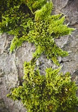 Moss on stone. Photo : Jamie Grill