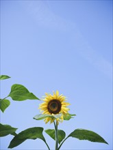 Sunflower against clear sky. Photo : Jamie Grill