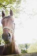 Horse in farm. Photo : Jamie Grill