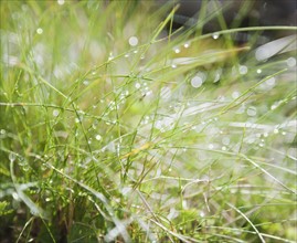 Dew on grass. Photo : Jamie Grill