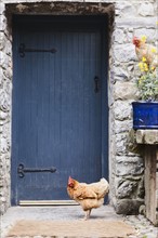 Ireland, County Westmeath, Hen in front of wooden door. Photo: Jamie Grill