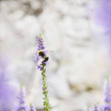 Bumble bee on lavender. Photo : Jamie Grill