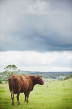 Ireland, County Westmeath, Cow on pasture. Photo: Jamie Grill