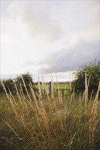 Ireland, County Westmeath, Grass on pasture. Photo: Jamie Grill