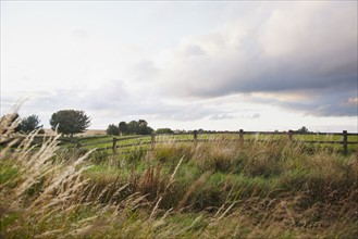 Ireland, County Westmeath, landscape with pasture. Photo : Jamie Grill