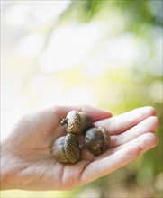 Roaring Brook Lake, Close up of hand holding acorns. Photo : Jamie Grill