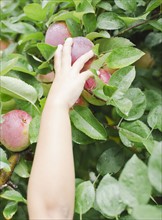 Close up of girl's (8-9) hand picking apple . Photo: Jamie Grill