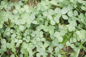 Close up of clovers. Photo: Jamie Grill