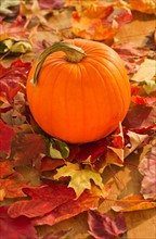 Halloween pumpkin. Photo : Daniel Grill