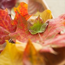 Colorful autumn leaves. Photo: Daniel Grill