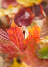 Colorful autumn leaves. Photo : Daniel Grill